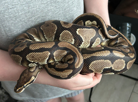 Female normal ball python
