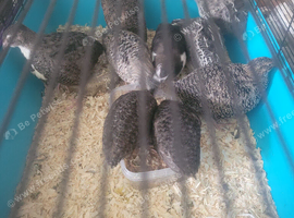 quails x13 &pound;70 the lot