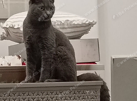 BSH X boy 6 months old