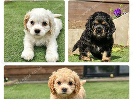 American cockerpoo f1b puppies