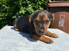 ***Jack Russell pup for sale 1 boys  left ***