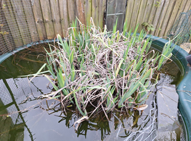 Pond plant