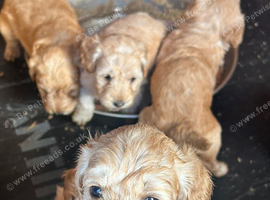 Cockapoo puppies Almost ready to go