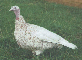 Harvey spotted turkey female