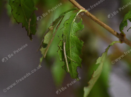 Indian Stick Insect Nymphs