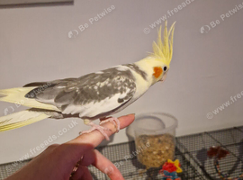 Cockatiel