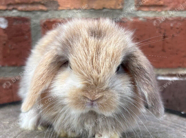 Pure bred pedigreed baby mini lops