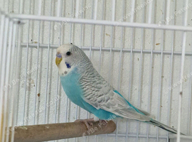 Sky blue male budgie
