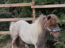 Super first Shetland