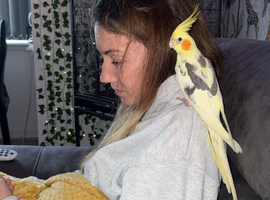 6 month male cockateil
