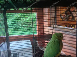 Baby Ringneck