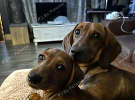 Last male dachshund puppy