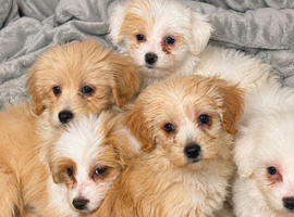 Gorgeous Maltipoo Puppies