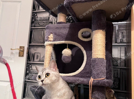 Adorable & Healthy Kitten Pair Looking for Their Forever Home!