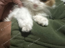 2months old. Playful cats.