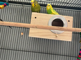 6 budgies