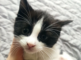 Male kitten &ndash; 5 weeks &ndash; reservation open
