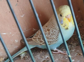 2 young budgies for sale