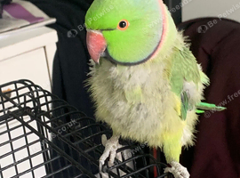 Ring neck parrot