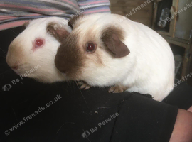 Gorgeous boys looking for new home