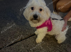 Lovely Bichon Frise looking for her new forever home