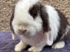 Baby mini lops looking for new home