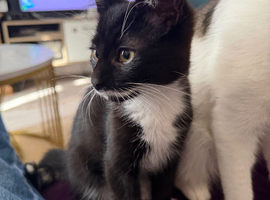 Kitten