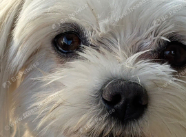 KC Reg Adult Maltese Bitch Rehome