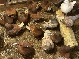 King Pigeons for Sale
