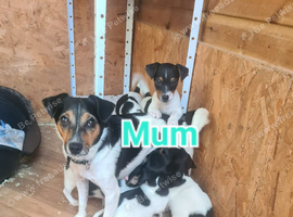 Jack Russell puppies