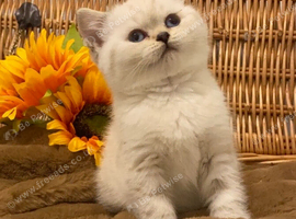 ABSOULETLY BEAUTIFUL PURE BRED BSH TEDDY BEARS