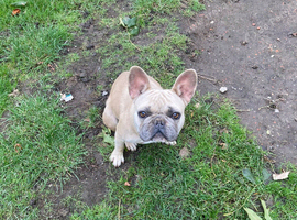 French bulldog