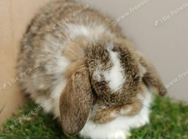 Vaccinated baby Mini Lops -with new vaccine Yurvac