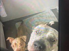 Female pocket bully