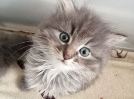 Fluffy Grey Kittens