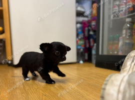 Stunning Long-Haired Apple Head Chihuahua Puppies Ready Now