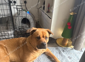 Rottweiler cross Akita