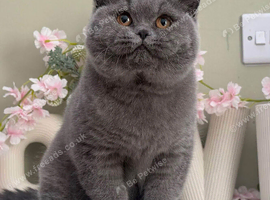 Bsh female kitten