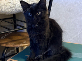 Maine coon kitten