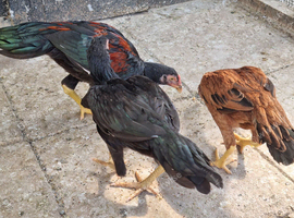 Chicken for sale