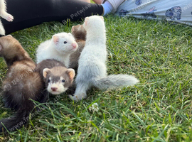 Ferret kits