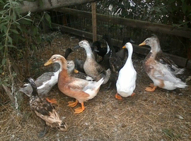looking for ducks and geese for yard pond