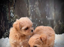 exquisite Asian Maltipoo Puppies