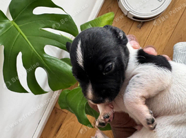 2 cocker spaniel x jack Russell puppies