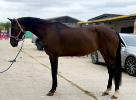 15.2 7 year old genuine mare.