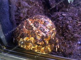 PAC man frog