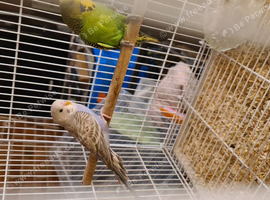 Lovely budgies