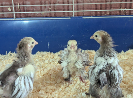 Chocolate/chocolate laced pekins chicks