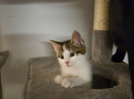 Female kitten