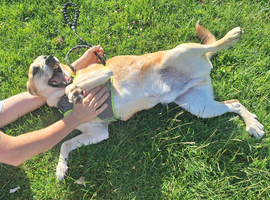 Foster or forever home for beautiful Sanchez